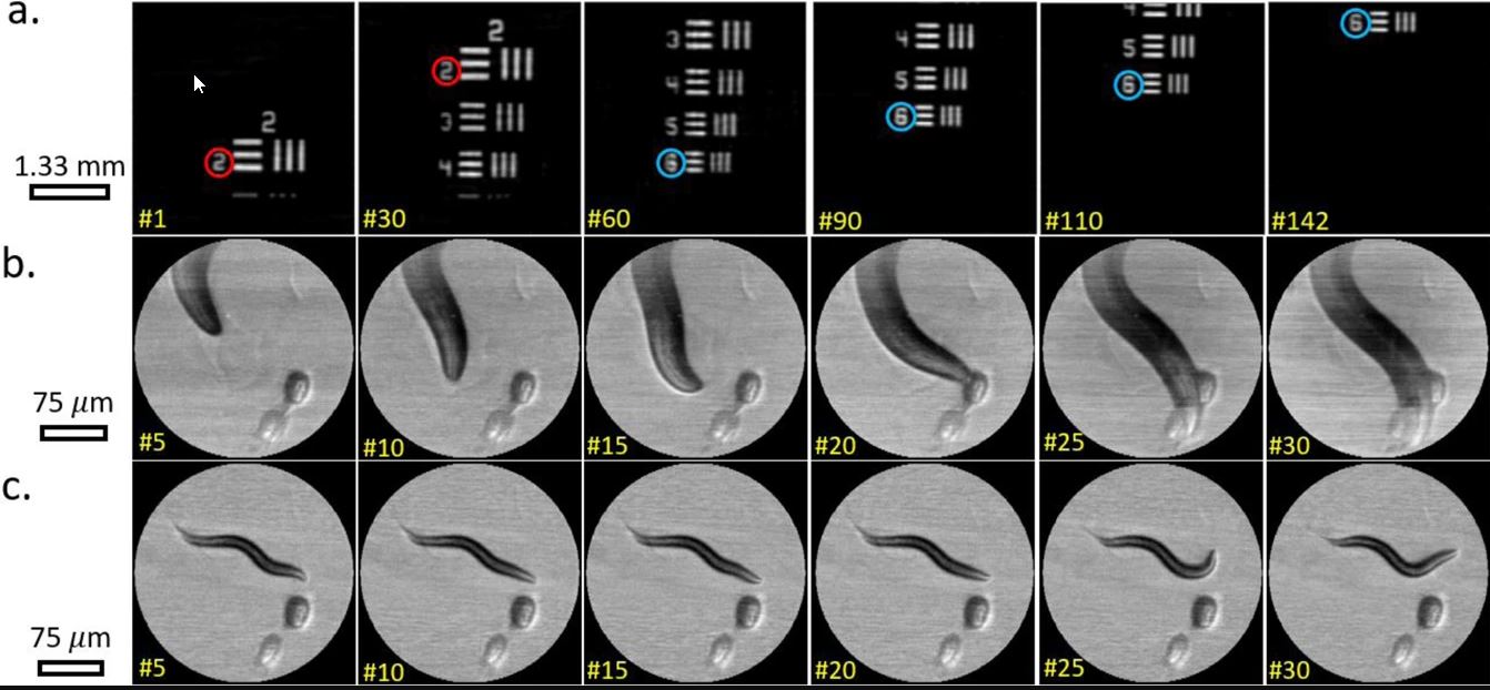 Single pixel imaging at megahertz switching rates via cyclic Hadamard ...